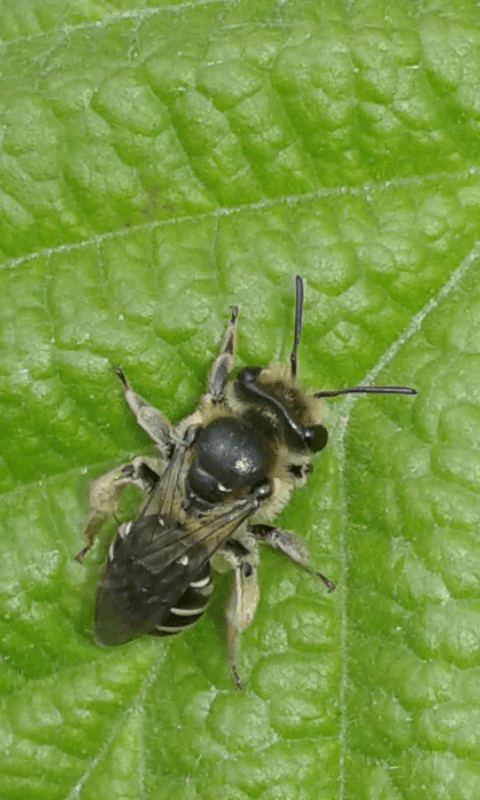 Andrena sp. (Apidae Andreninae)?